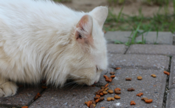 Grain Free Cat Food and What Pet Owners Should Know