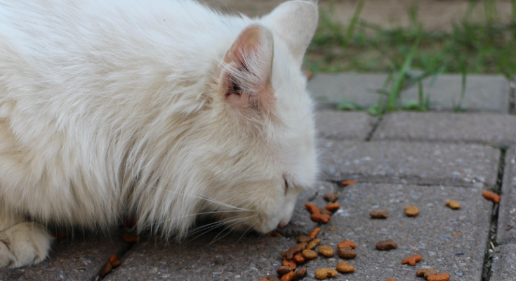 Grain Free Cat Food and What Pet Owners Should Know