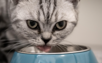 How to Read a Cat Food Ingredient Label