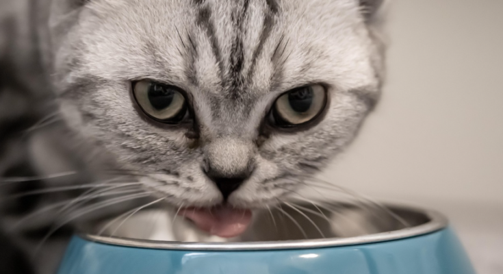 How to Read a Cat Food Ingredient Label