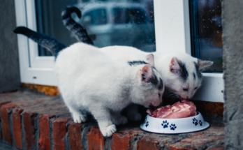 Homemade Cat Food Basics for Responsible Pet Owners