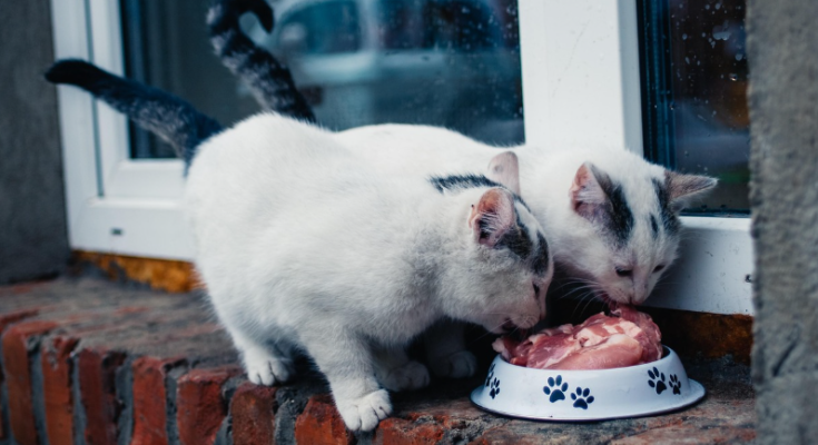 Homemade Cat Food Basics for Responsible Pet Owners