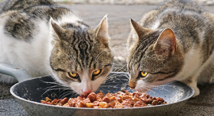 How to Choose the Right Food for Your Dog