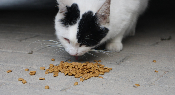 How to Choose the Right Food for Your Cat