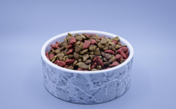 Wet Dog Food vs Dry Dog Food for Daily Meals
