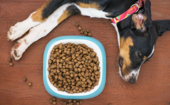 How Much Food Should You Give Your Dog Each Day