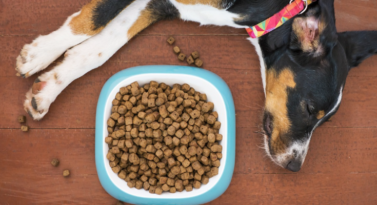 How Much Food Should You Give Your Dog Each Day